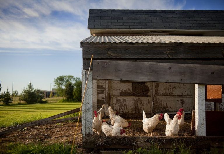 Prepare your Chicken Coop for the winter